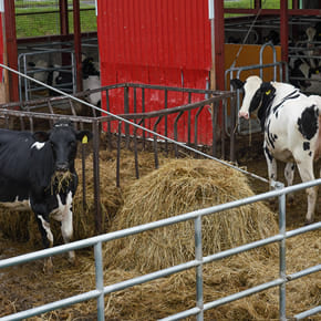 小山牧場の日常風景