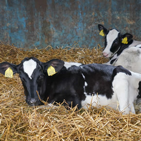 小山牧場の日常風景