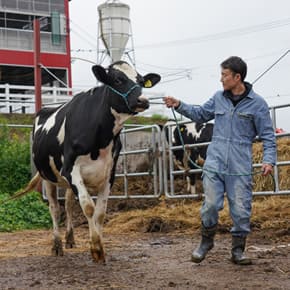 小山牧場の日常風景