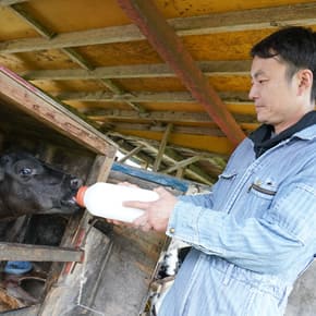 小山牧場の日常風景