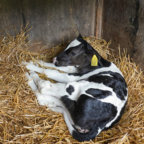 小山牧場の日常風景