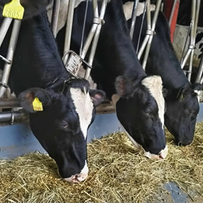 小山牧場の日常風景