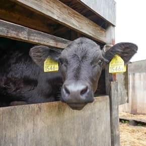 小山牧場の日常風景