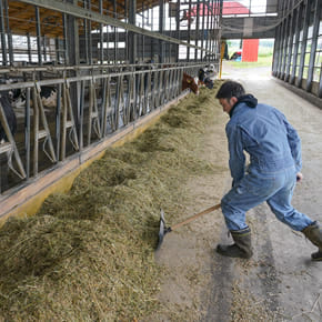 小山牧場の日常風景