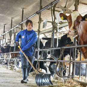 小山牧場の日常風景