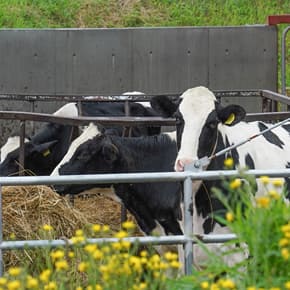 小山牧場の日常風景